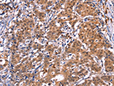 GCG Antibody