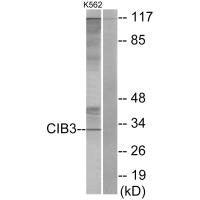 CIB3 Antibody