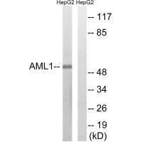 RUNX1 (Ab-435) Antibody