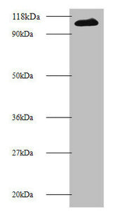 MIB1 Antibody