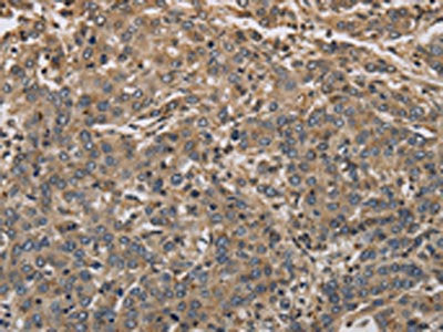 KCNA7 Antibody