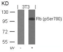 Phospho-RB1 (Ser780) Antibody