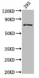 HDC Antibody