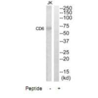 CD6 Antibody