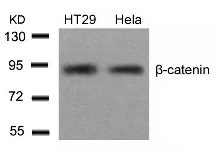 CTNNB1 (Ab-654) Antibody