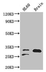 TPI1 Antibody