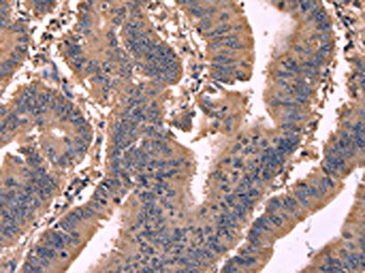 GCG Antibody