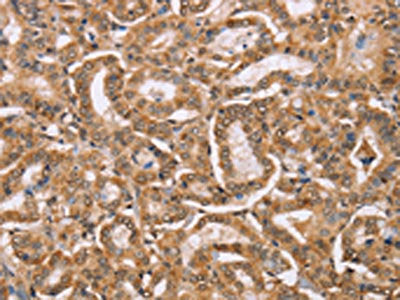 BGLAP Antibody