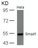 SMAD1 (Ab-465) Antibody