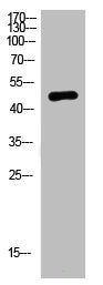 NMUR2 Antibody