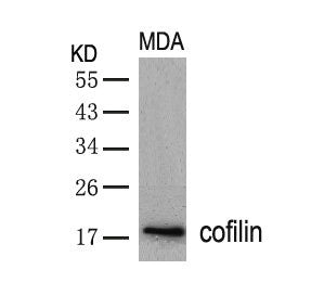 CFL1 (Ab-3) Antibody