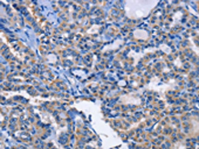 ANXA4 Antibody