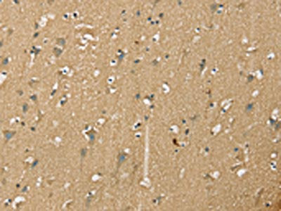 NES Antibody