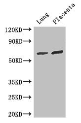 STAU1 Antibody