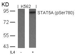 Phospho-STAT5A (Ser780) Antibody