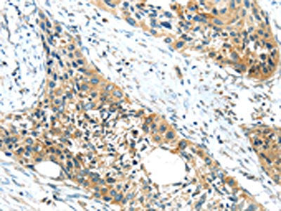 GPR15 Antibody