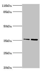 CFHR2 Antibody