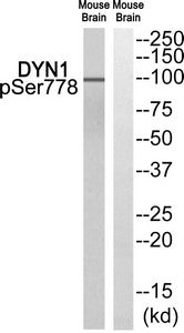Phospho-DNM1 (Ser778) Antibody