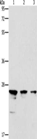 MOB1B Antibody