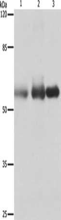 PVRL1 Antibody