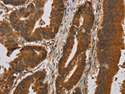 IPO9 Antibody