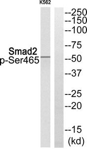 Phospho-SMAD2 (Ser465) Antibody