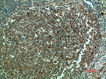 CASP3 Antibody