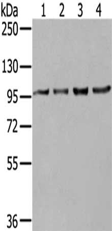 NUP98 Antibody
