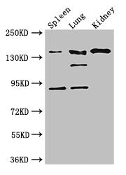 NOS1 Antibody