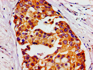 HMMR Antibody