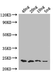 ENT1 Antibody