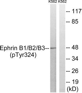 Phospho-EFNB1/EFNB2/EFNB3 (Tyr324) Antibody