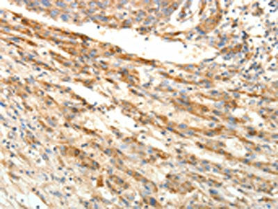 SIRT4 Antibody