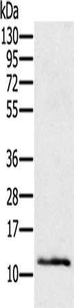 Ly6a Antibody