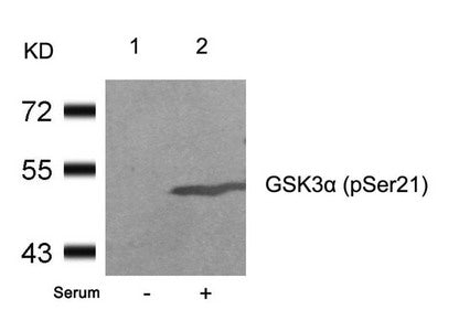 Phospho-GSK3A (Ser21) Antibody