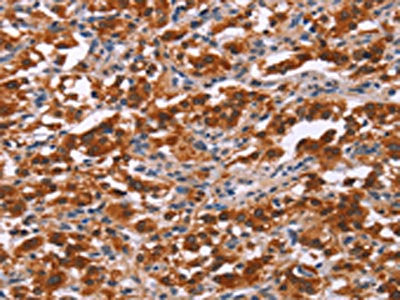 PAX9 Antibody