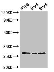 APX2 Antibody, HRP conjugated