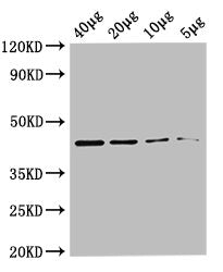 metC Antibody, Biotin conjugated
