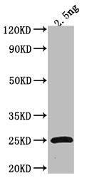 Tet Antibody