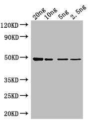 Tet Antibody