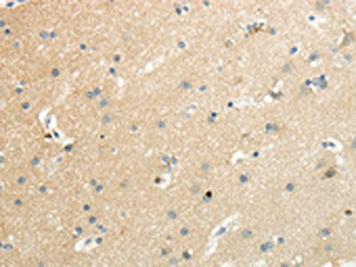 SLC7A11 Antibody