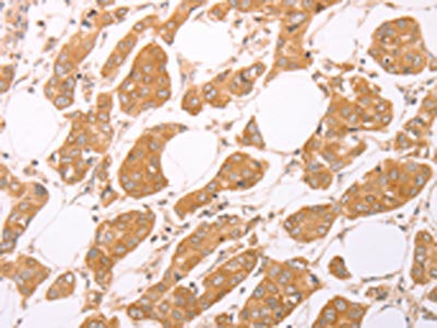 LEPR Antibody