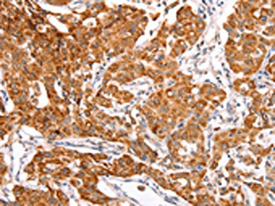 TRAF5 Antibody