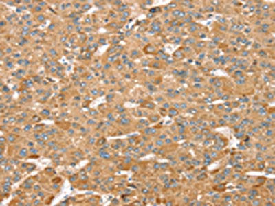 MORF4L1 Antibody