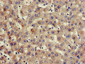 HPX Antibody