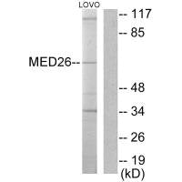 MED26 Antibody