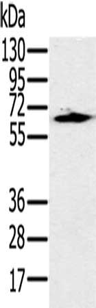 HSF2 Antibody