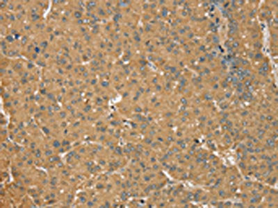 MORF4L1 Antibody