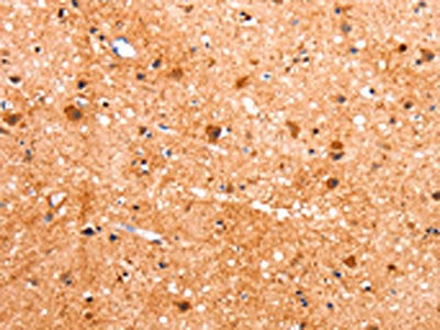 FABP7 Antibody