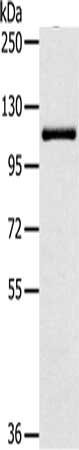 PTPN12 Antibody
